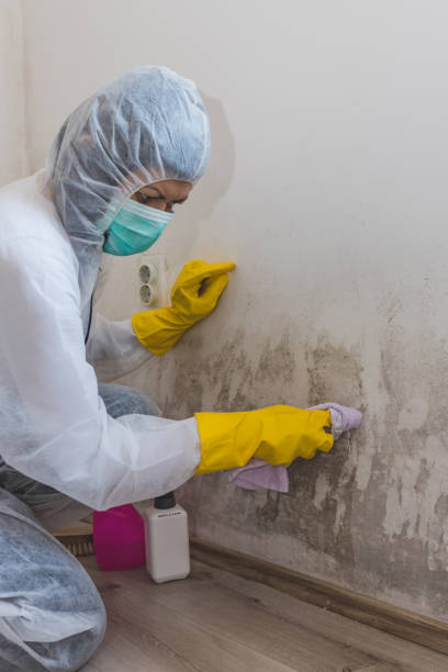 Best Asbestos and Lead Testing During Mold Inspection  in Pine Grove, CA