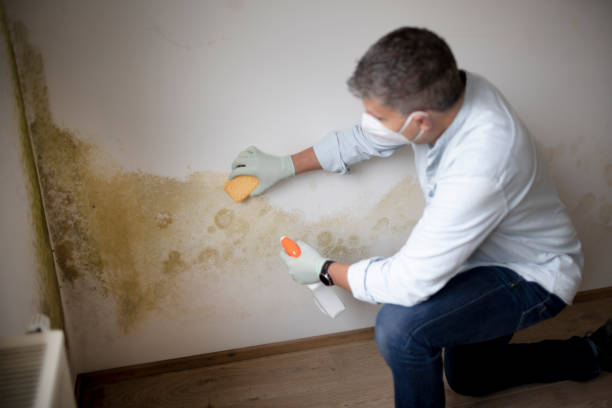 Best Residential Mold Inspection & Testing  in Pine Grove, CA