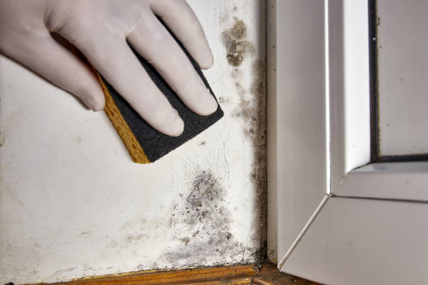 Best Real Estate Mold Inspection  in Pine Grove, CA